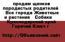 продам щенков породистых родителей - Все города Животные и растения » Собаки   . Краснодарский край,Горячий Ключ г.